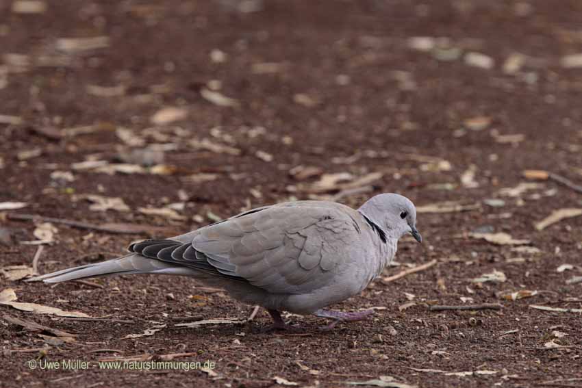 Türkentaube (Streptopelia decaocto)