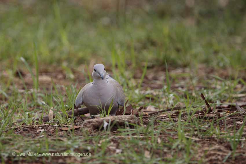 Türkentaube (Streptopelia decaocto)