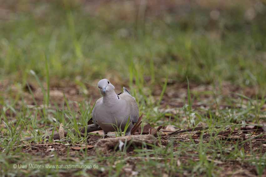 Türkentaube (Streptopelia decaocto)