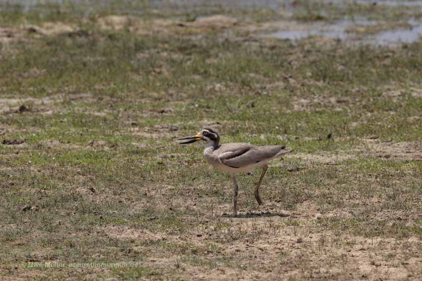 Krabbentriel (Esacus recurvirostris)