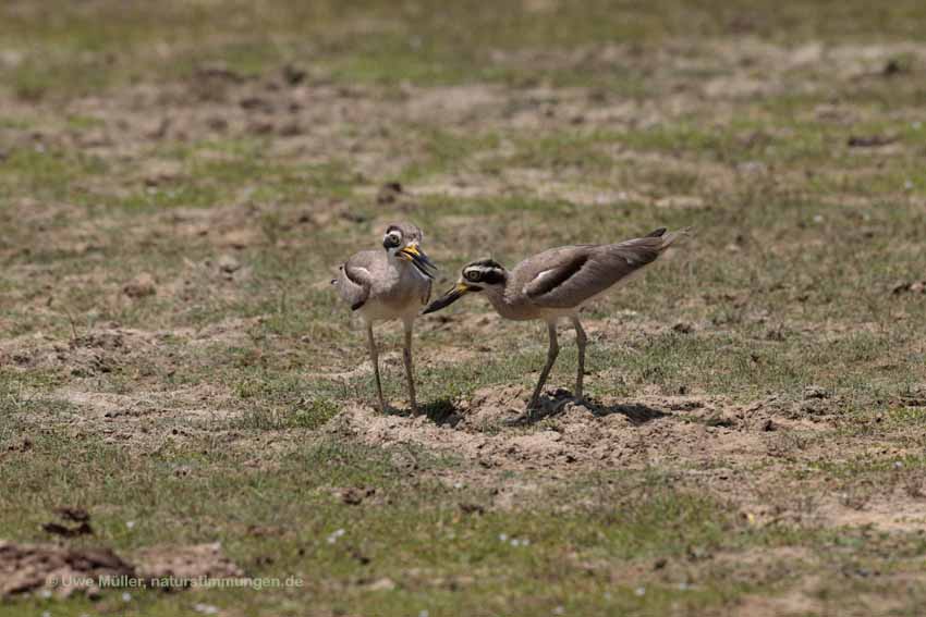 Krabbentriel (Esacus recurvirostris)