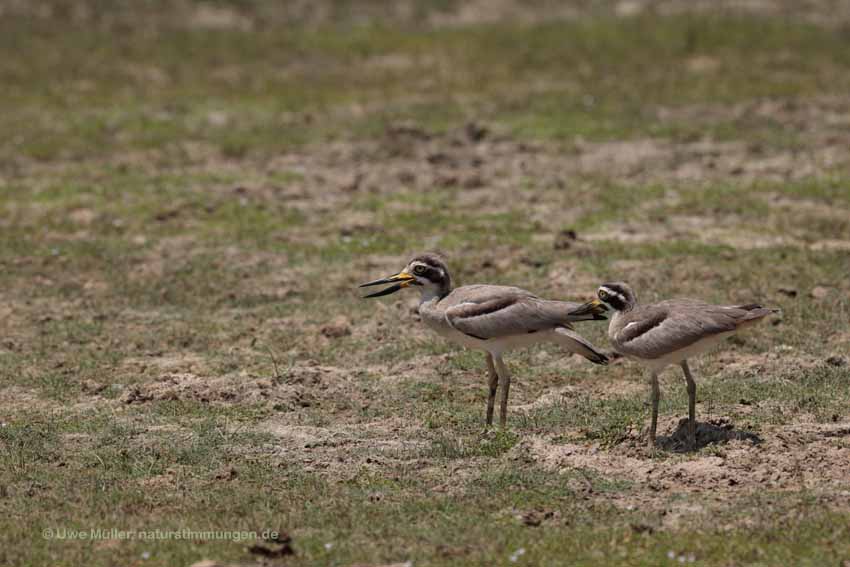 Krabbentriel (Esacus recurvirostris)