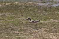 Krabbentriel (Esacus recurvirostris)