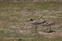 Krabbentriel (Esacus recurvirostris)