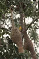 Webervögel (Ploceidae)