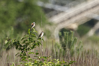 Neuntöter (Lanius collurio)